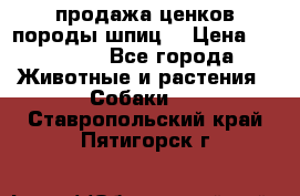 продажа ценков породы шпиц  › Цена ­ 35 000 - Все города Животные и растения » Собаки   . Ставропольский край,Пятигорск г.